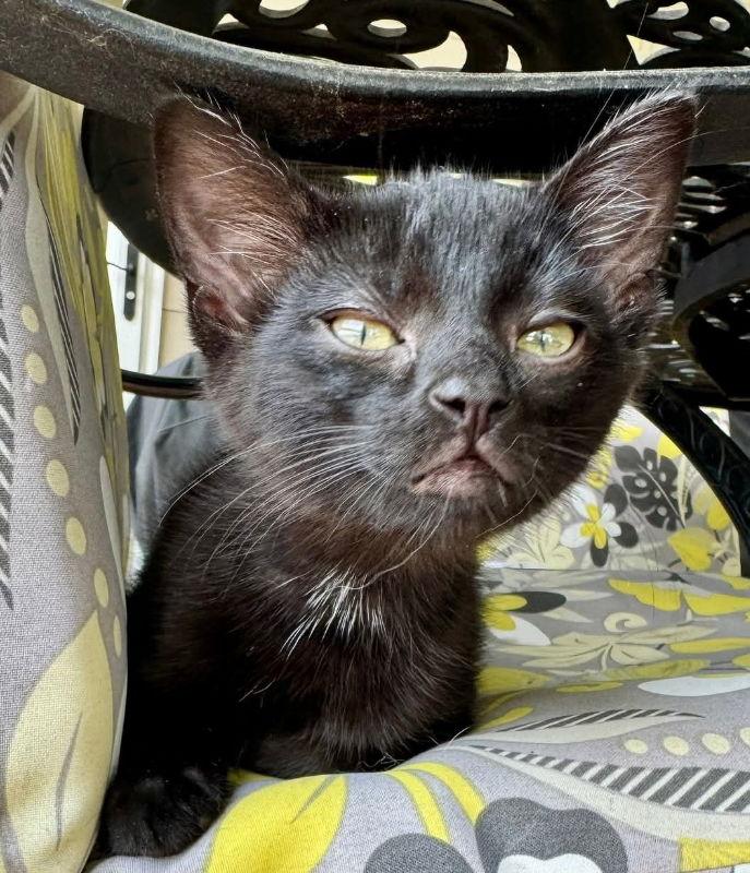 Finoa, Adopted, Young Female Bombay & Siamese.