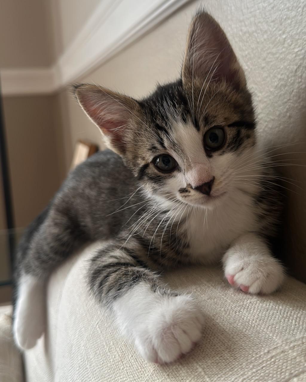 JJ, a Adoptable Domestic Short Hair in San Francisco, CA image 2/6