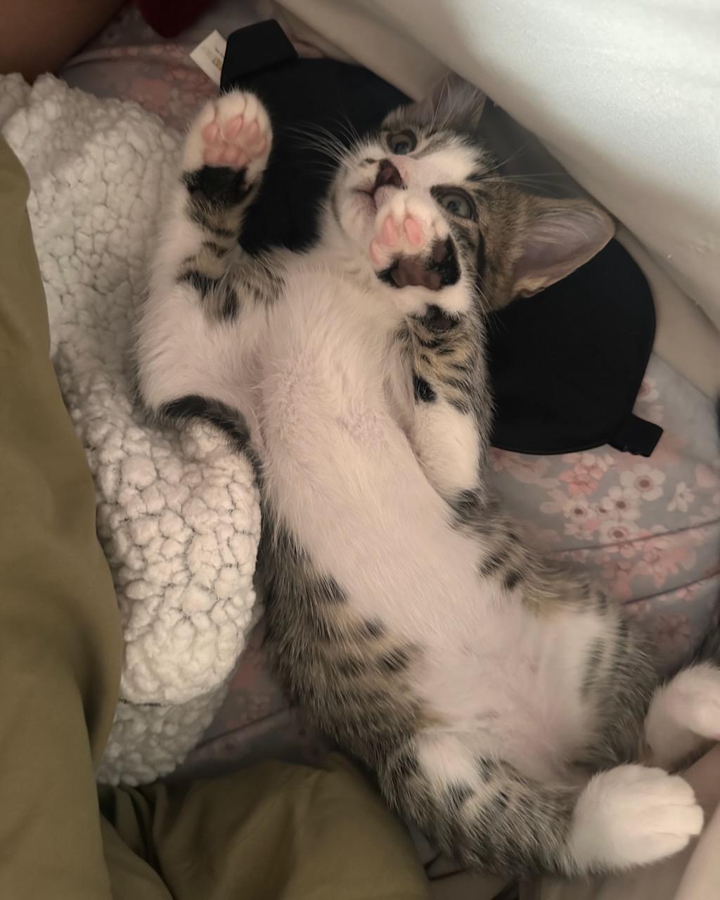 JJ, a Adoptable Domestic Short Hair in San Francisco, CA image 3/6