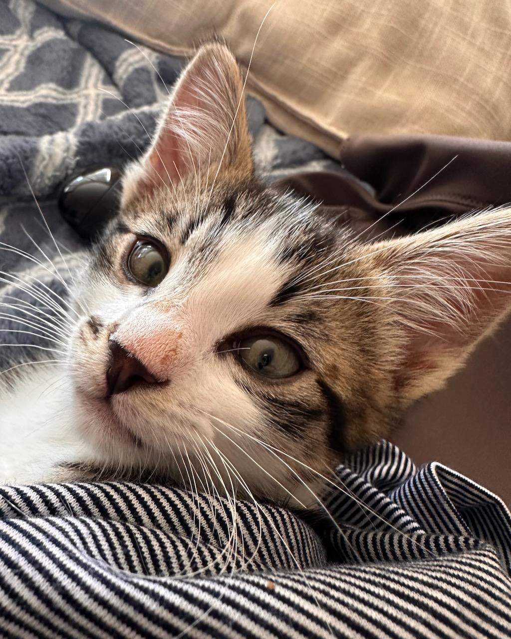 JJ, a Adoptable Domestic Short Hair in San Francisco, CA image 6/6