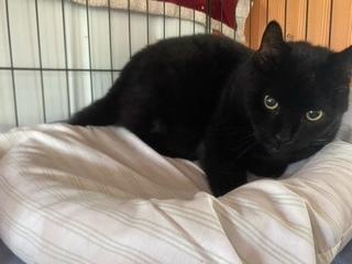 Pink, Adoptable, Adult Female Domestic Short Hair.