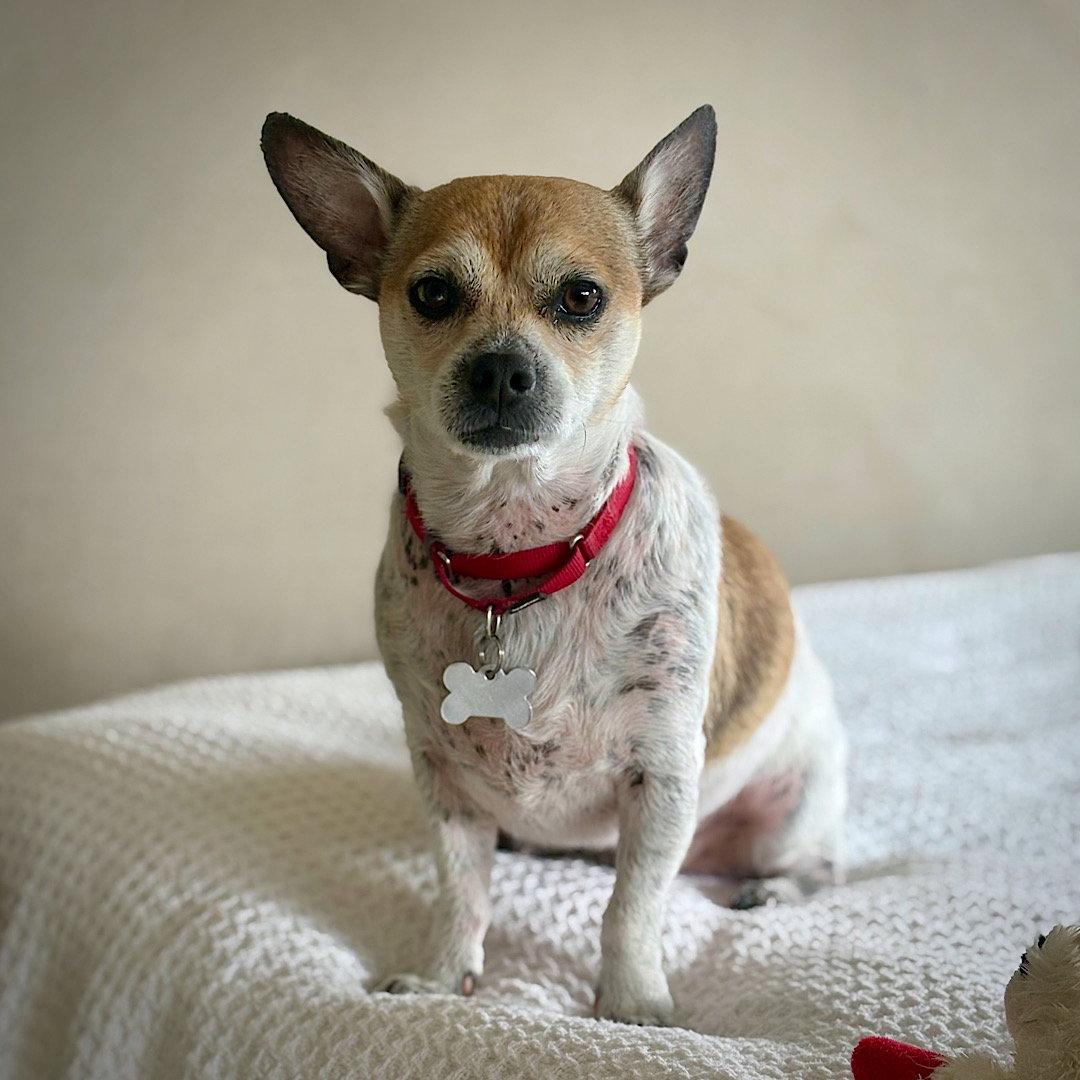Simba (VA), Adopted, Adult Male Rat Terrier.