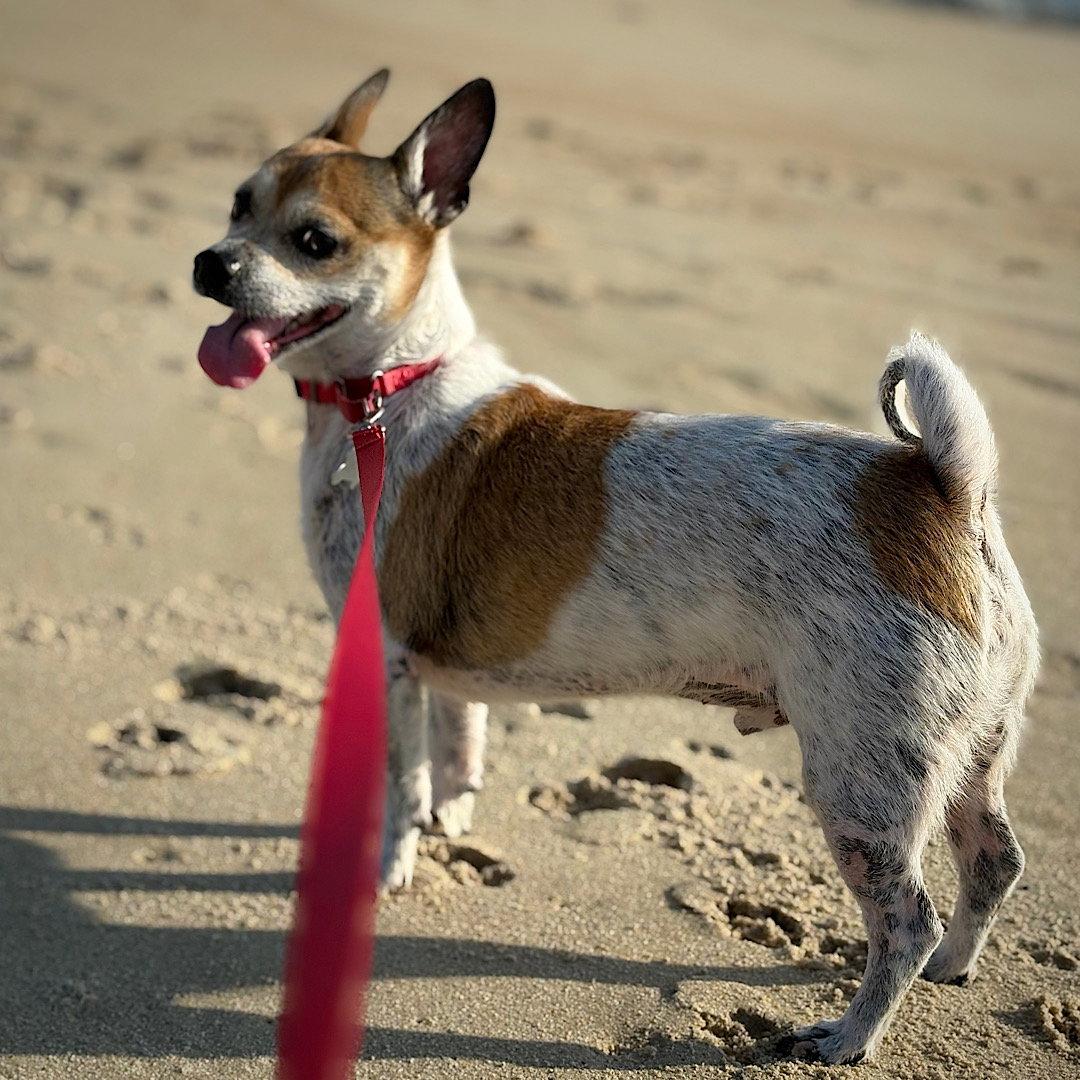 Enlarge Simba (VA), a Adopted Rat Terrier in Atlanta, GA image 2/3