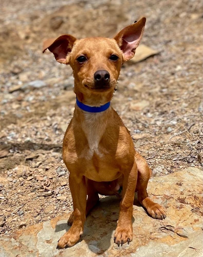 Enlarge Leo, a Adoptable mixed breed in Jamestown, CA image 2/2