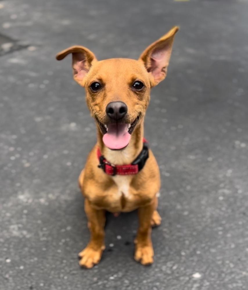Leo, Adoptable, Young Male Chihuahua & Dachshund.