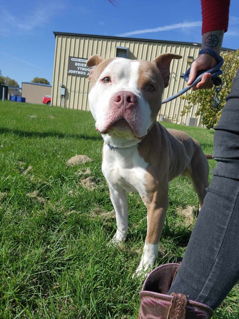 Benji, a Adopted mixed breed in Rock Falls, IL image 1/6