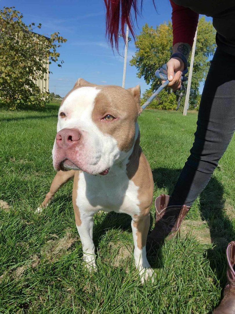 Benji, a Adopted mixed breed in Rock Falls, IL image 2/6