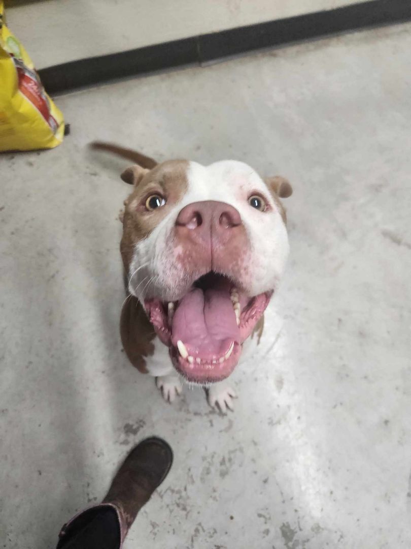 Benji, a Adopted mixed breed in Rock Falls, IL image 3/6