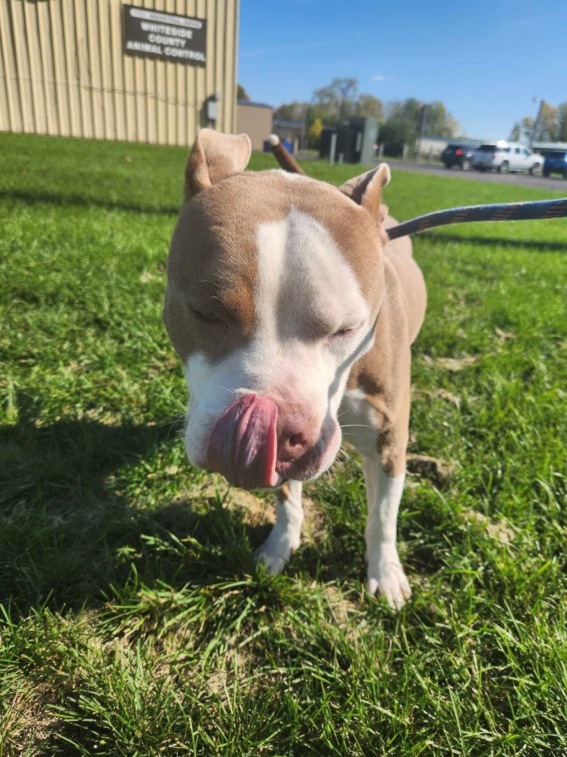 Benji, a Adopted mixed breed in Rock Falls, IL image 4/6
