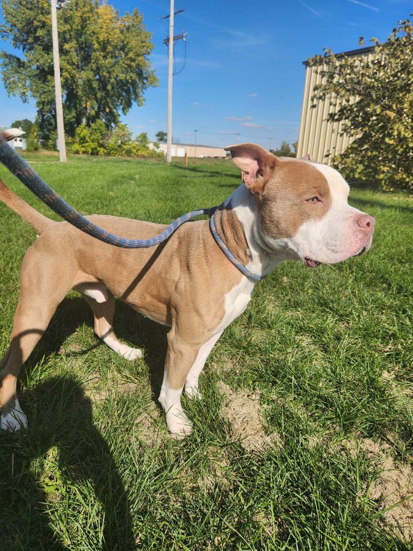 Benji, a Adopted mixed breed in Rock Falls, IL image 5/6