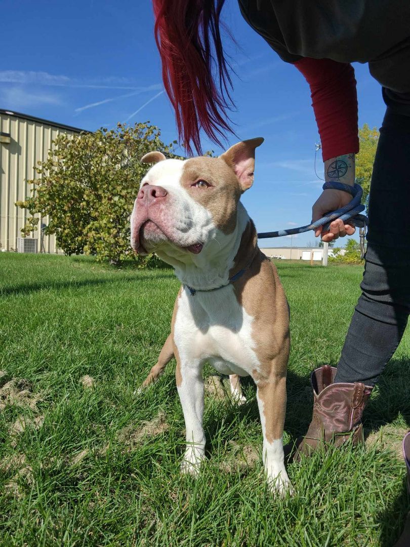 Benji, a Adopted mixed breed in Rock Falls, IL image 6/6