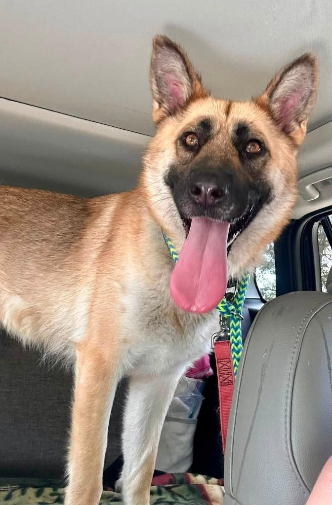 Charlie, Adoptable, Young Female German Shepherd Dog & Akita.