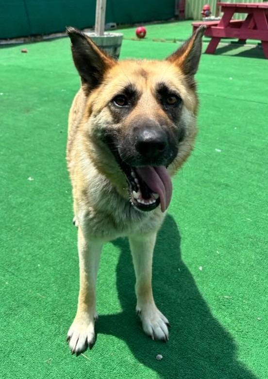 Enlarge Charlie, a Adoptable mixed breed in Warren, MI image 2/6