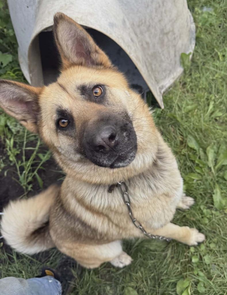 Enlarge Charlie, a Adoptable mixed breed in Warren, MI image 3/6