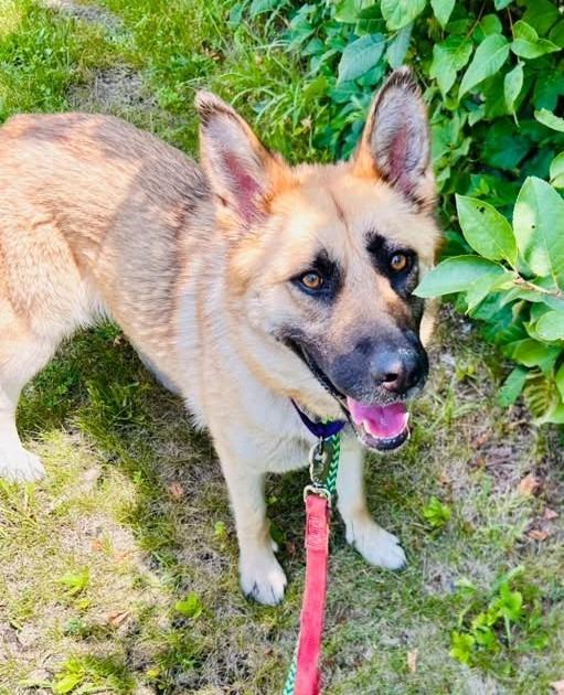 Enlarge Charlie, a Adoptable mixed breed in Warren, MI image 4/6