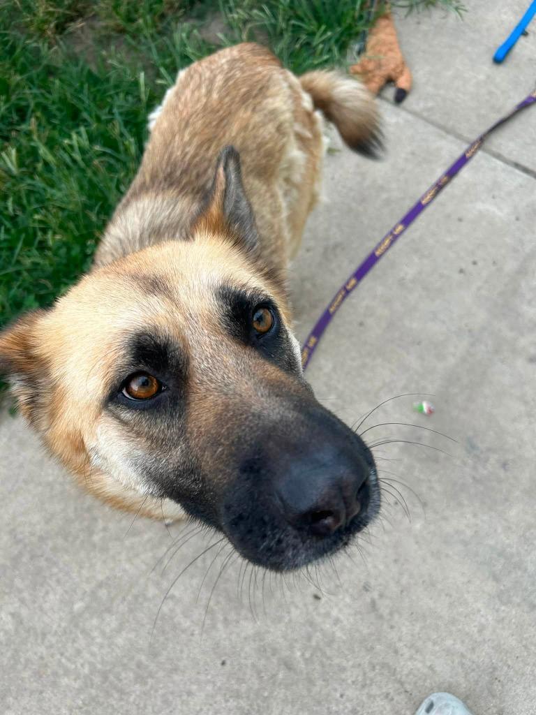 Enlarge Charlie, a Adoptable mixed breed in Warren, MI image 5/6