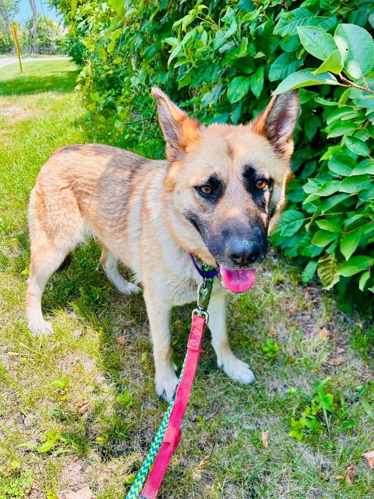 Enlarge Charlie, a Adoptable mixed breed in Warren, MI image 6/6
