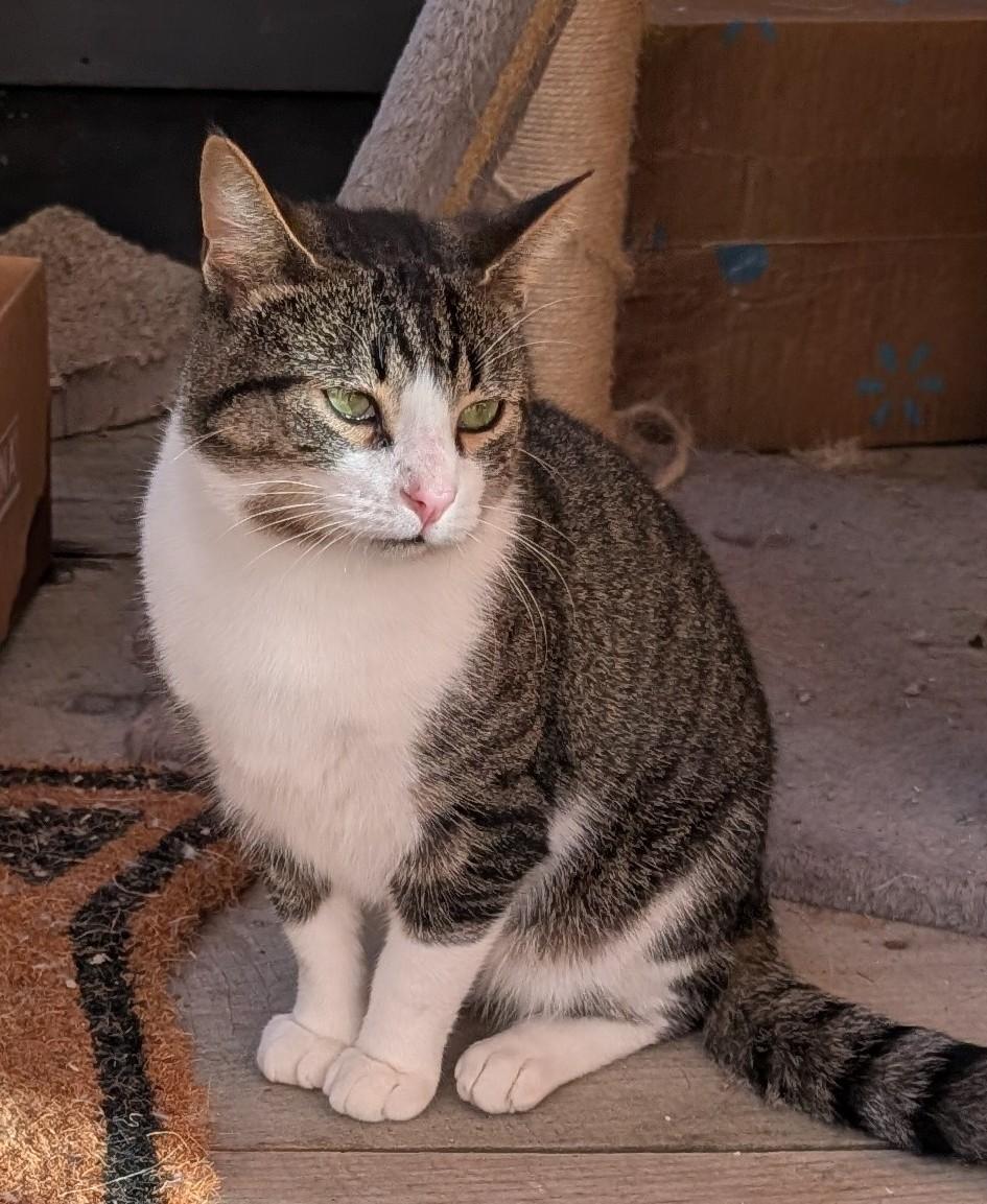 Enlarge Sherlock, a Adoptable Domestic Short Hair in Burke, NY image 1/1