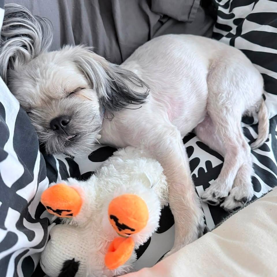 Enlarge Linen Collins, a Adoptable Lhasa Apso in Plano, TX image 4/6
