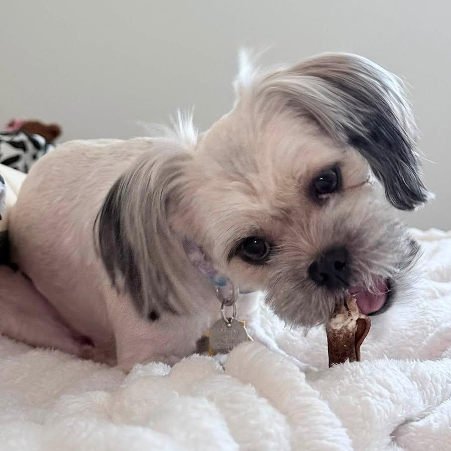 Enlarge Linen Collins, a Adoptable Lhasa Apso in Plano, TX image 5/6