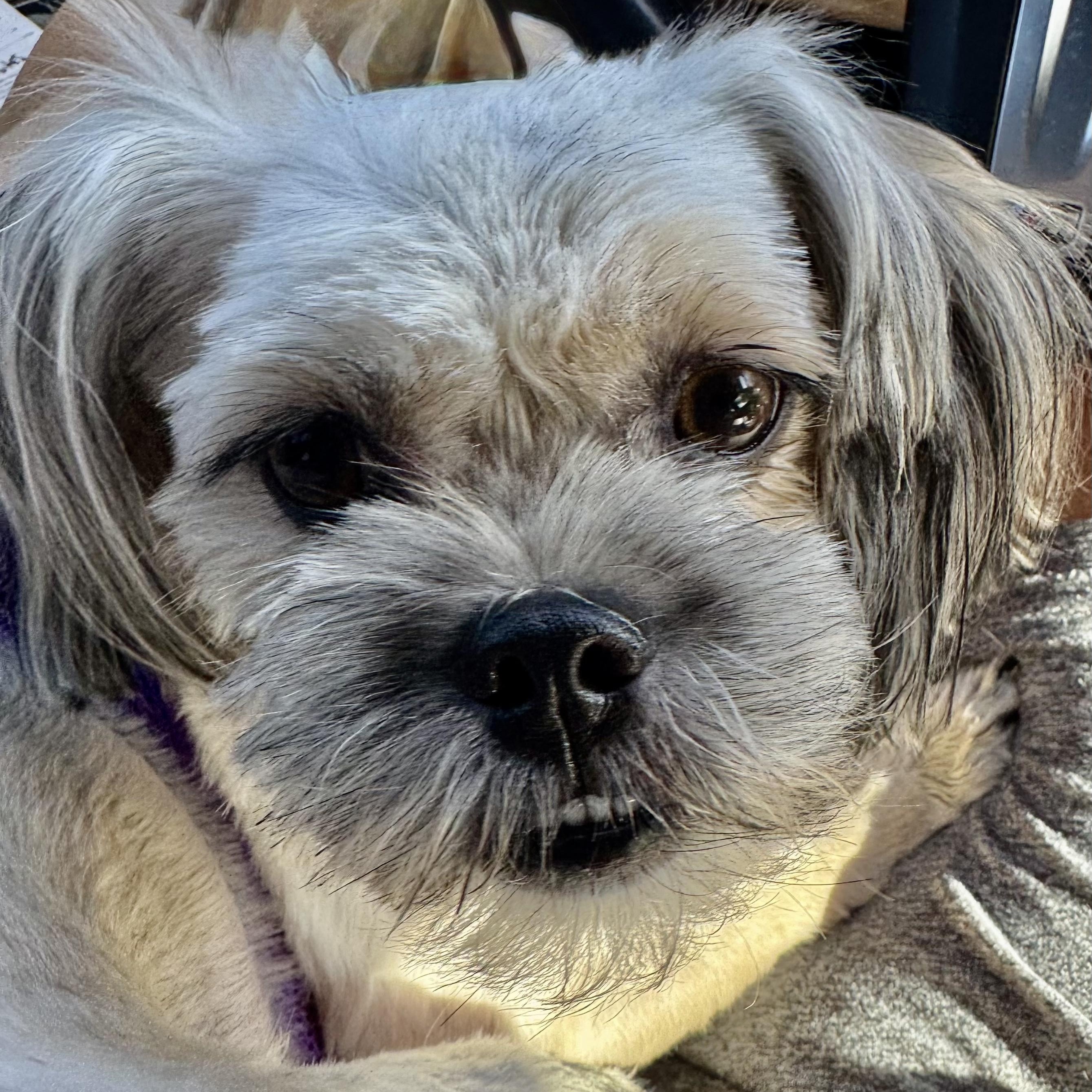 Enlarge Linen Collins, a Adoptable Lhasa Apso in Plano, TX image 2/6