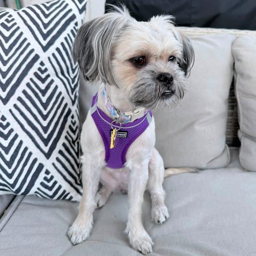 Enlarge Linen Collins, a Adoptable Lhasa Apso in Plano, TX image 3/6