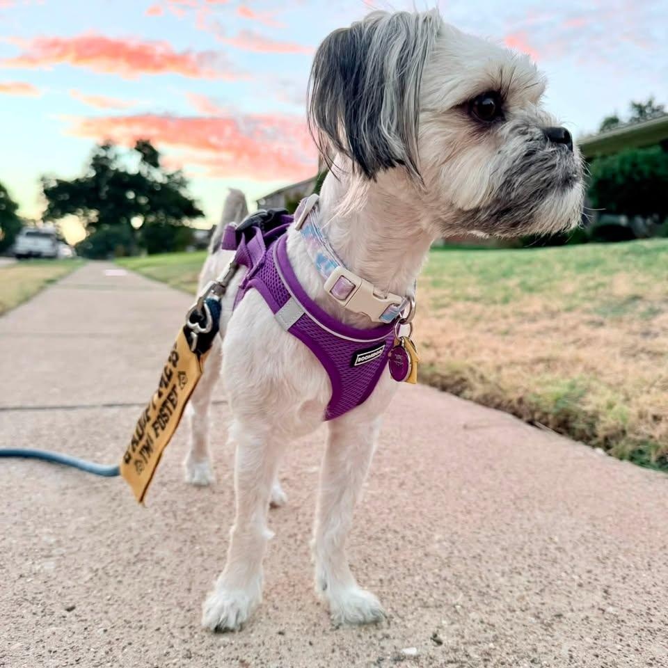 Enlarge Linen Collins, a Adoptable Lhasa Apso in Plano, TX image 6/6