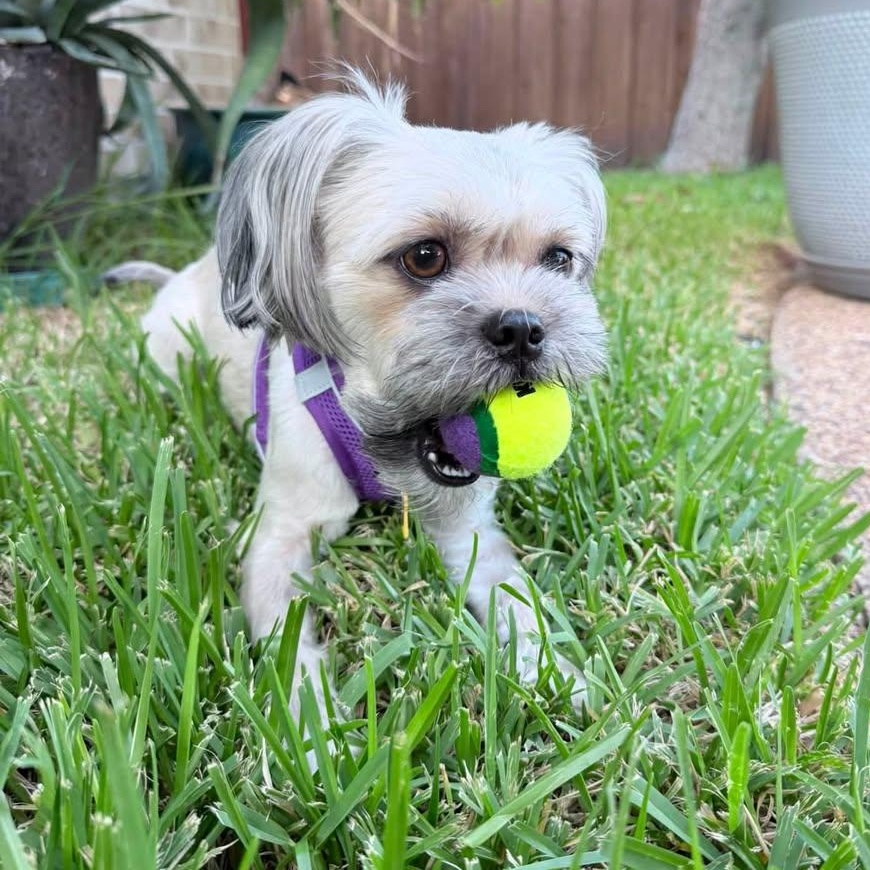 Enlarge Linen Collins, a Adoptable Lhasa Apso in Plano, TX image 1/6