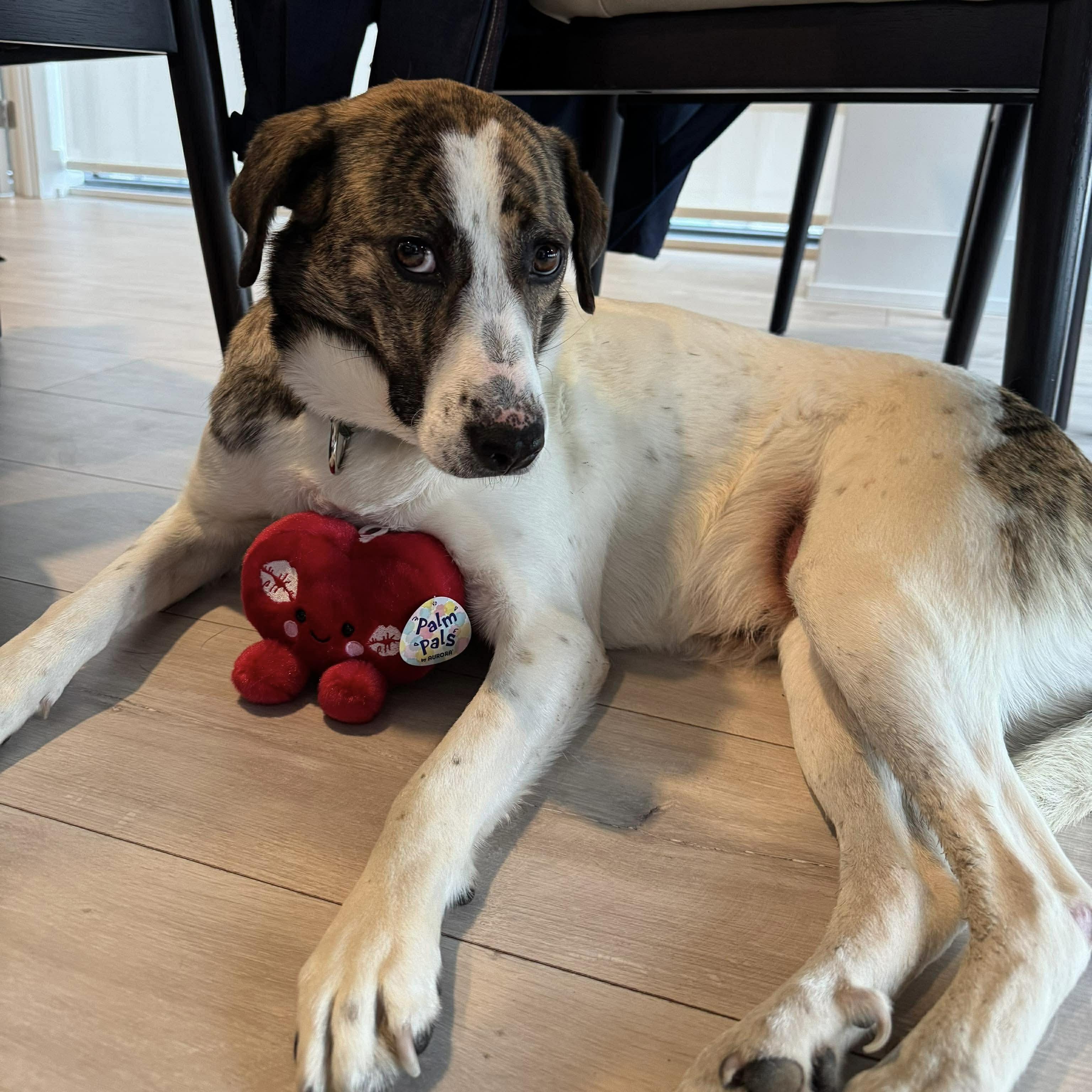 Enlarge Madison, a ADOPTABLE mixed breed in London, ON image 3/6