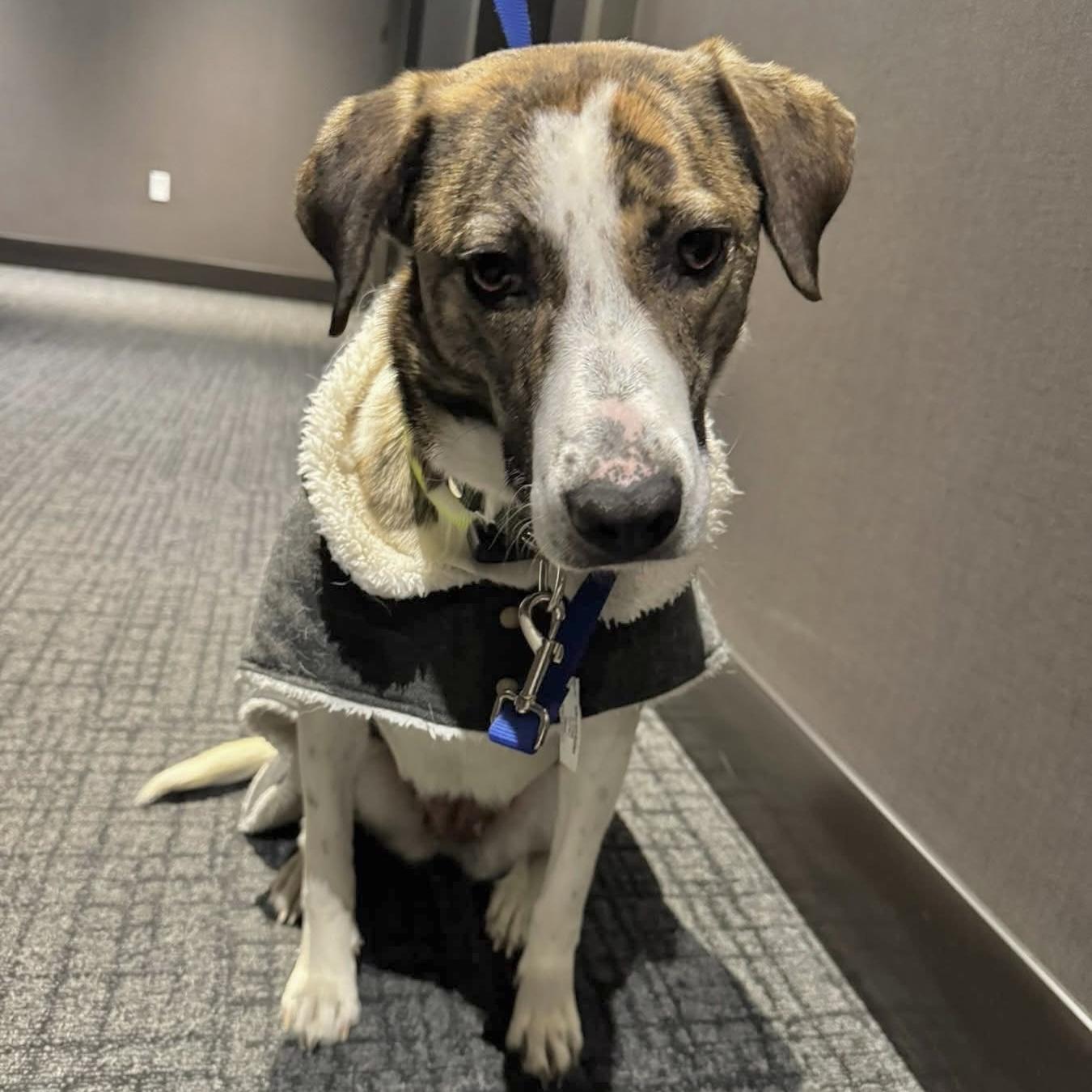 Madison, ADOPTABLE, Young Female Mixed Breed & Labrador Retriever.