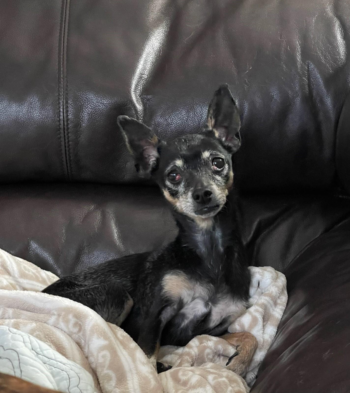 Grammy Rose, Adoptable, Senior Female Chihuahua.