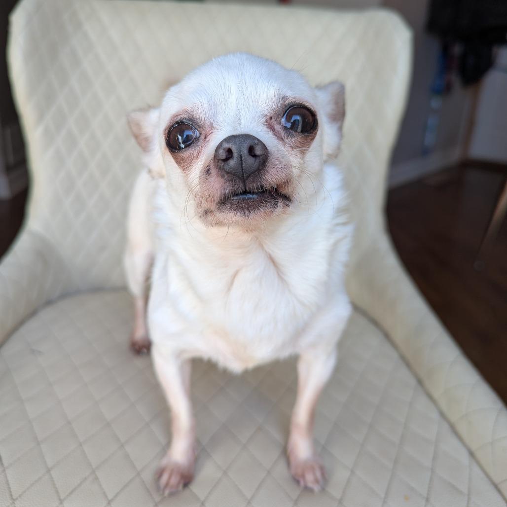 Meenie, Adoptable, Senior Female Chihuahua.