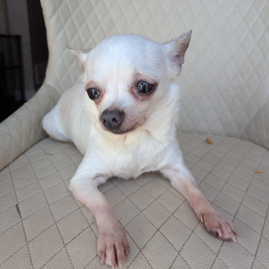 Meenie, Adoptable, Senior Female Chihuahua.