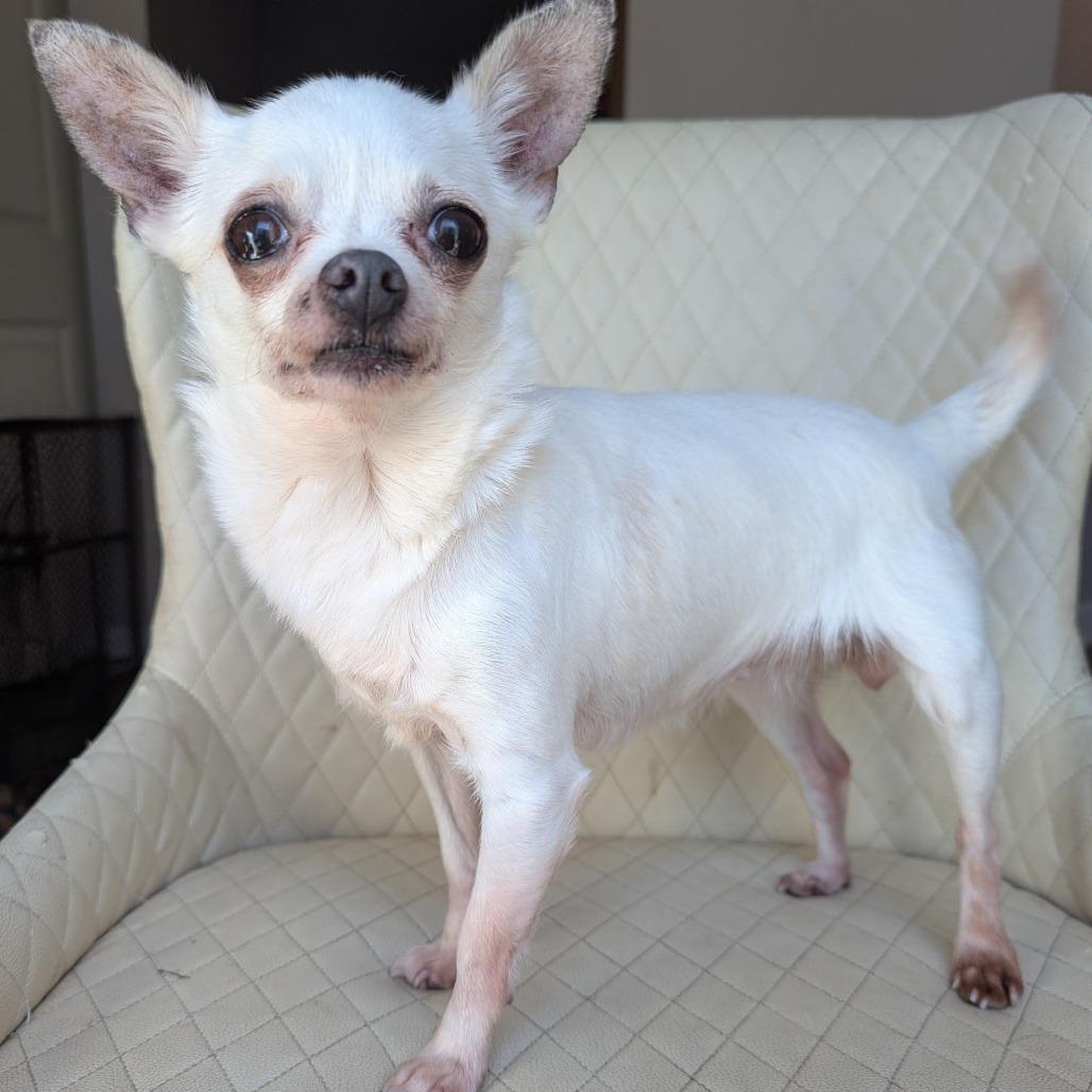 Meenie, Adoptable, Senior Female Chihuahua.