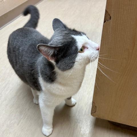 Enlarge Full Moon, a Adoptable Domestic Short Hair in Pittsburgh, PA image 1/6