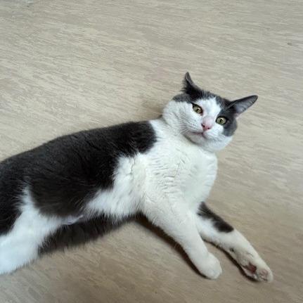 Enlarge Full Moon, a Adoptable Domestic Short Hair in Pittsburgh, PA image 2/6