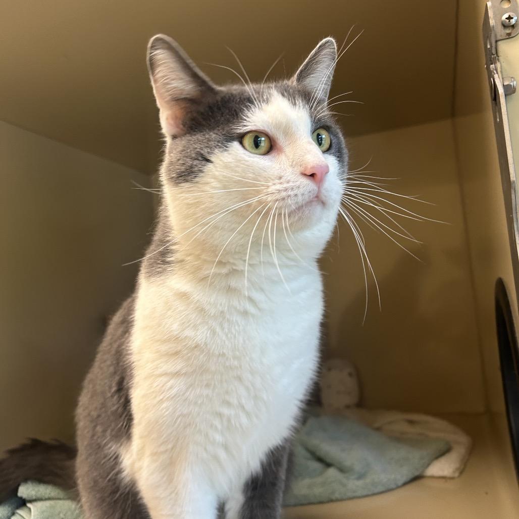 Enlarge Full Moon, a Adoptable Domestic Short Hair in Pittsburgh, PA image 3/6