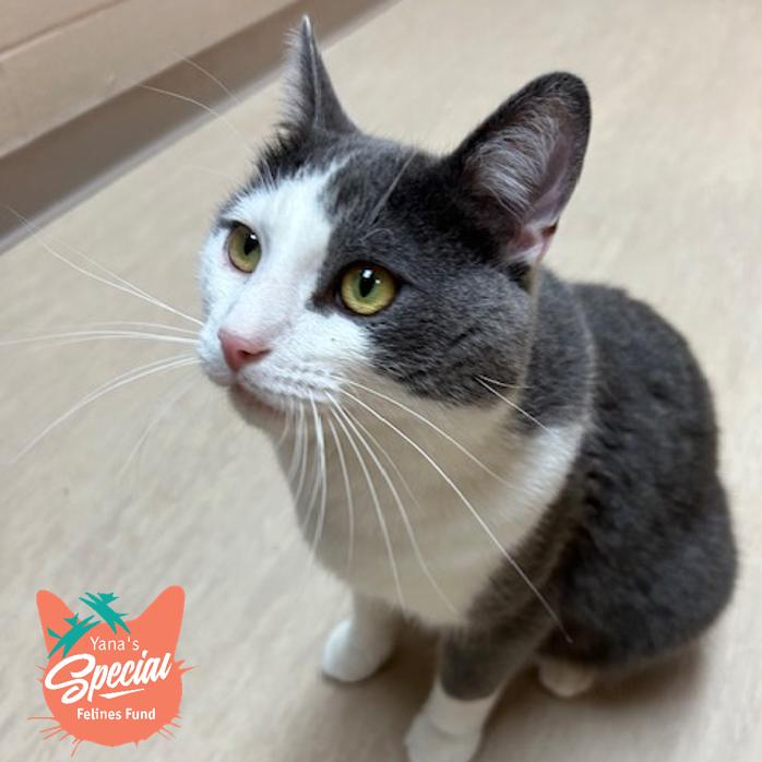 Enlarge Full Moon, a Adoptable Domestic Short Hair in Pittsburgh, PA image 4/6