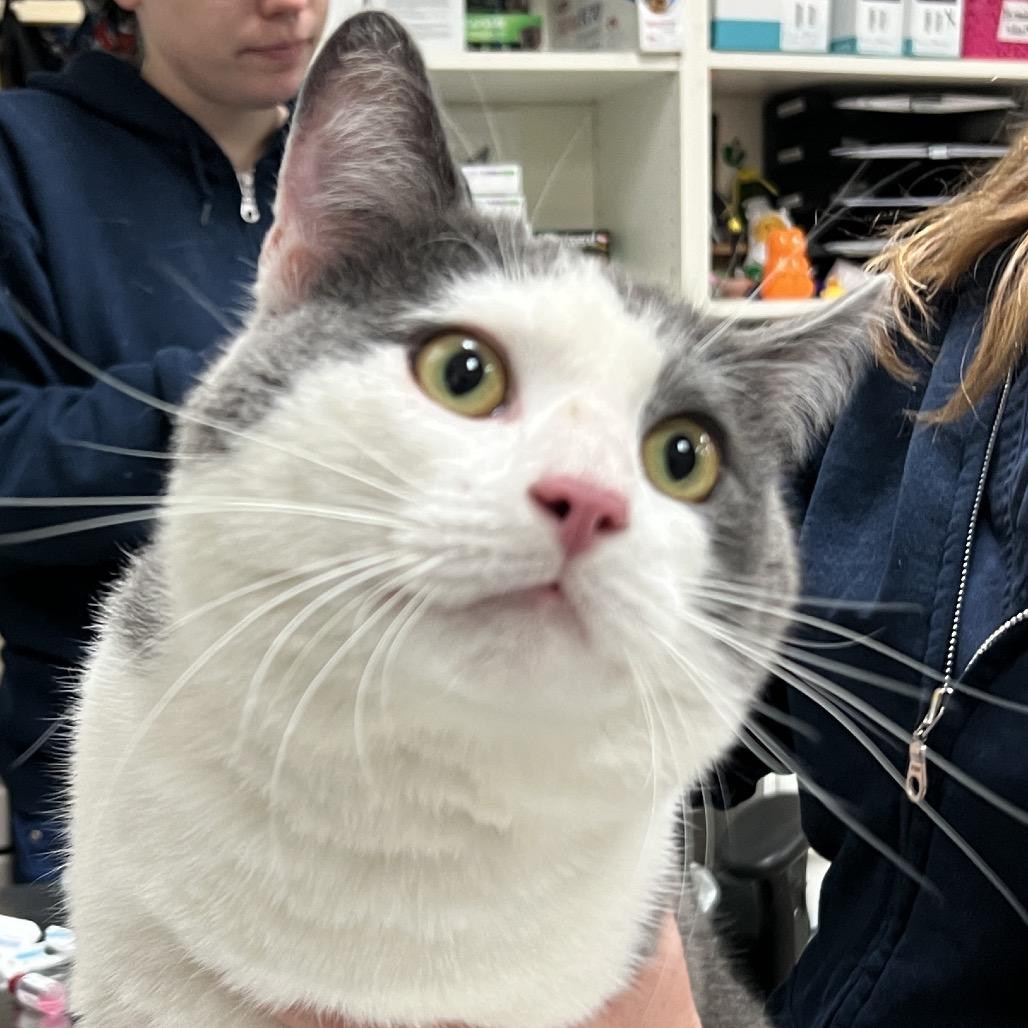 Enlarge Full Moon, a Adoptable Domestic Short Hair in Pittsburgh, PA image 5/6