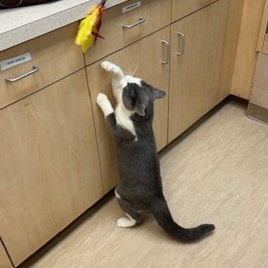 Enlarge Full Moon, a Adoptable Domestic Short Hair in Pittsburgh, PA image 6/6