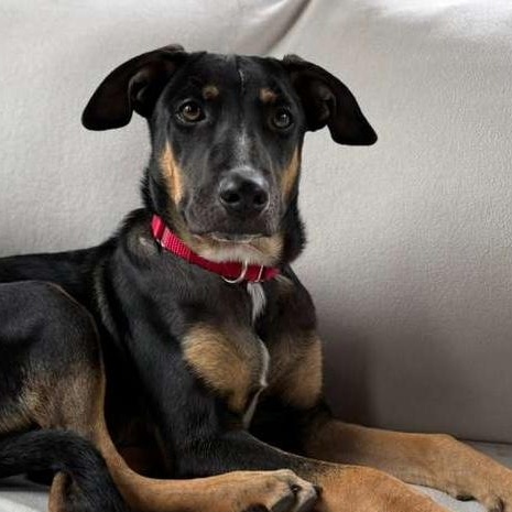 Louis, a ADOPTABLE mixed breed in Weymouth, MA image 4/6
