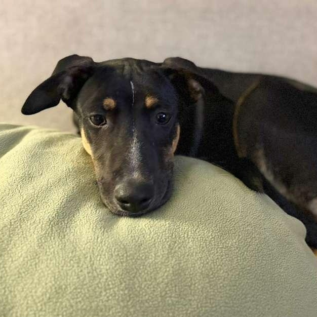 Louis, a ADOPTABLE mixed breed in Weymouth, MA image 3/6