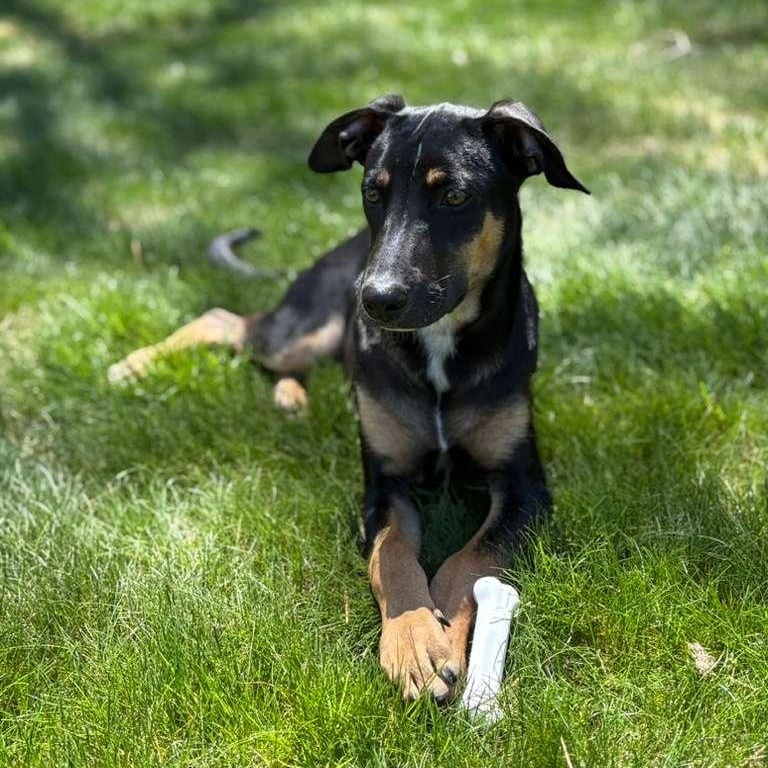 Louis, a ADOPTABLE mixed breed in Weymouth, MA image 6/6