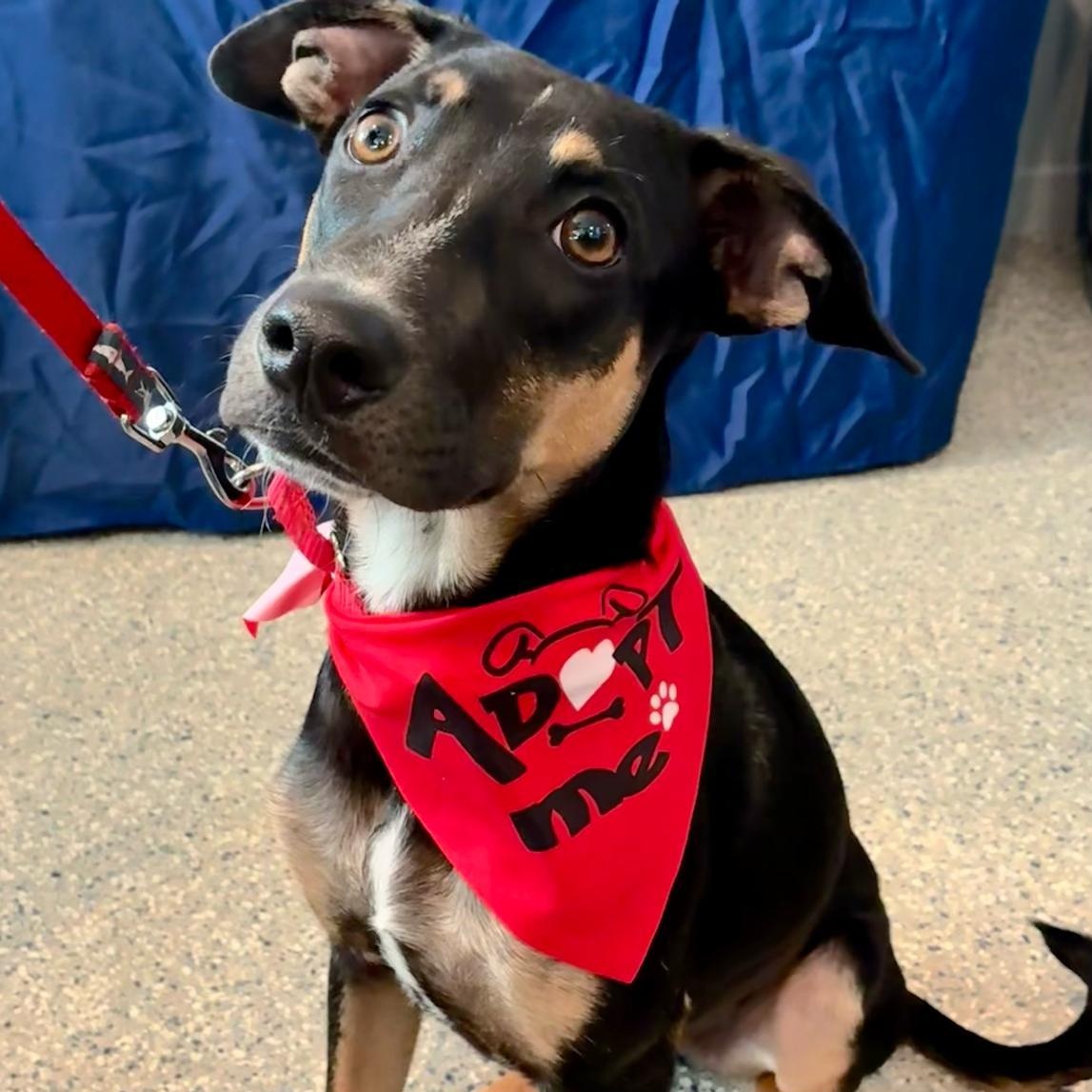 Louis, adopted, Puppy Male Mixed Breed.