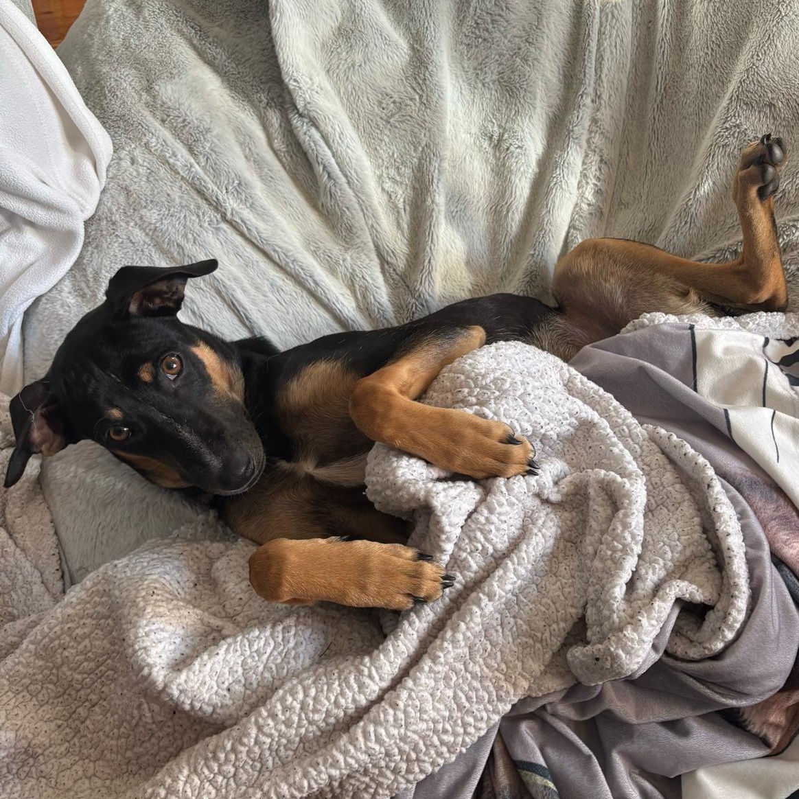 Louis, an adopted mixed breed in Weymouth, MA image 6/6