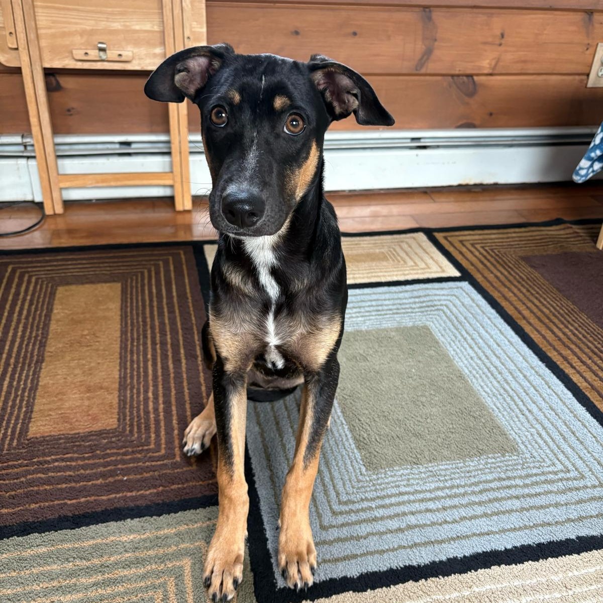 Louis, ADOPTABLE, Puppy Male Mixed Breed.