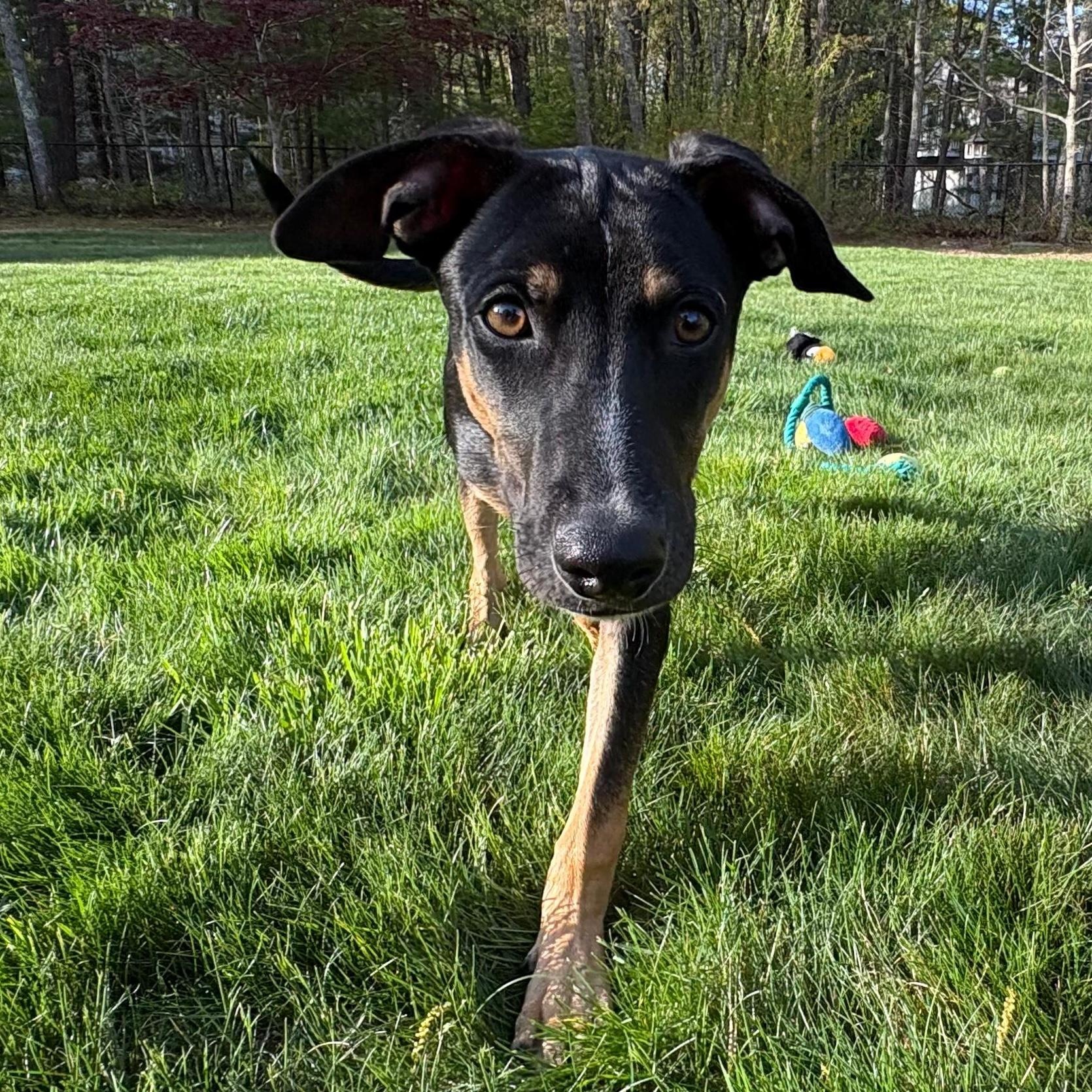 Louis, a ADOPTABLE mixed breed in Weymouth, MA image 2/6