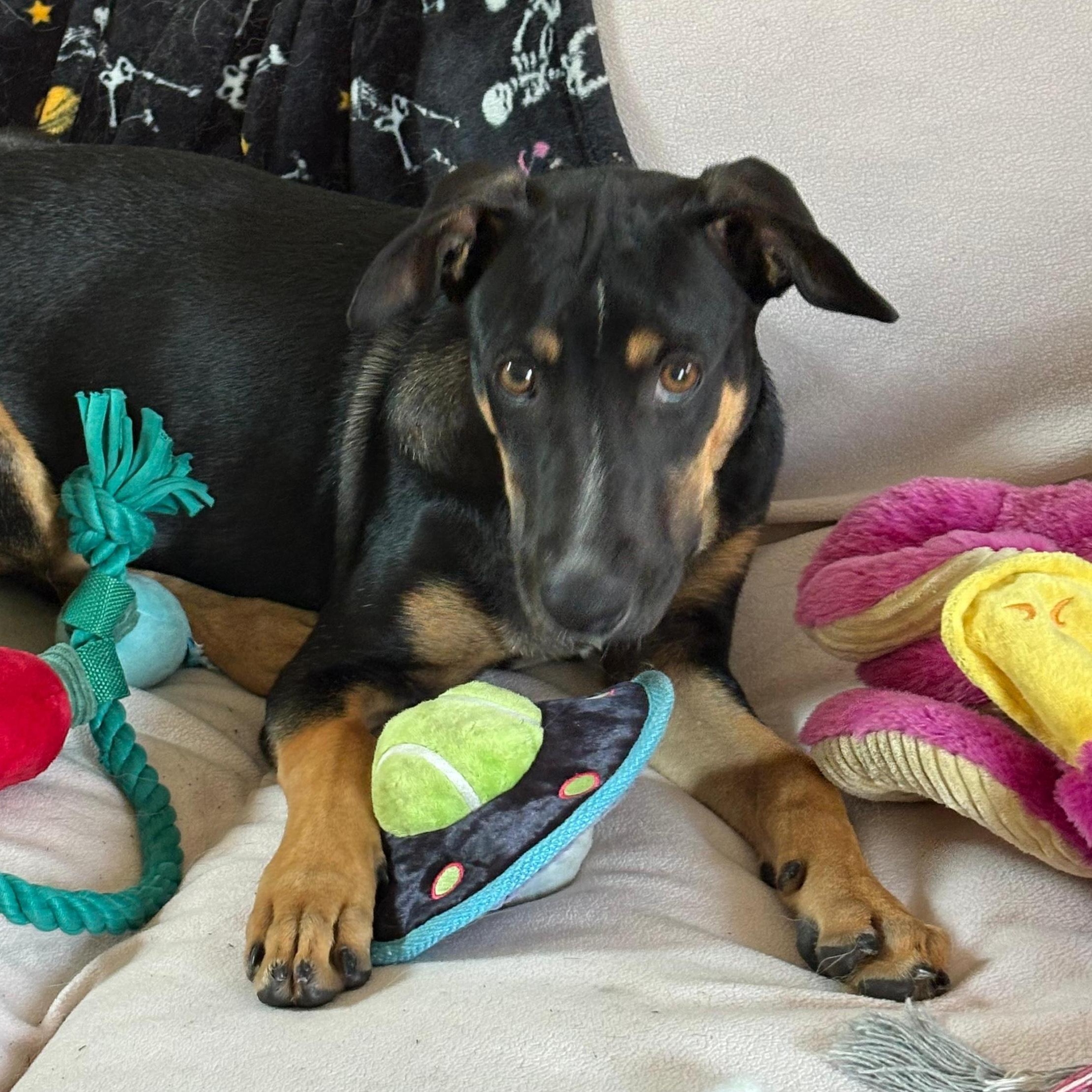 Louis, a ADOPTABLE mixed breed in Weymouth, MA image 5/6