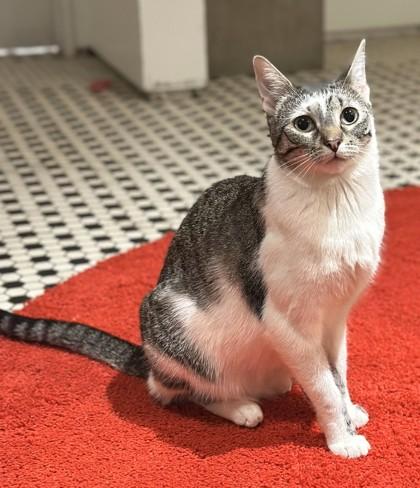 Sugar, Adoptable, Kitten Female Domestic Short Hair.