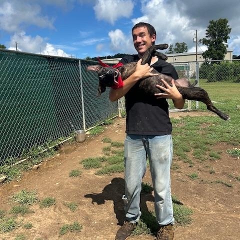 Enlarge SAMANTHA, a Adoptable mixed breed in Chicopee, MA image 5/5